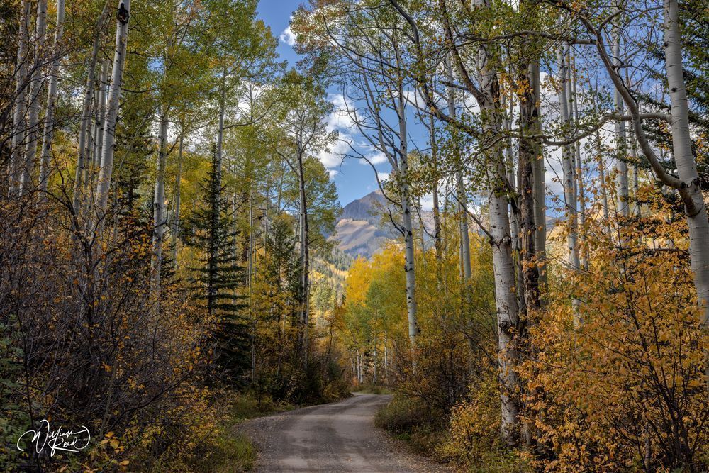 Aspen Fall 18 Art | William Reed Artist