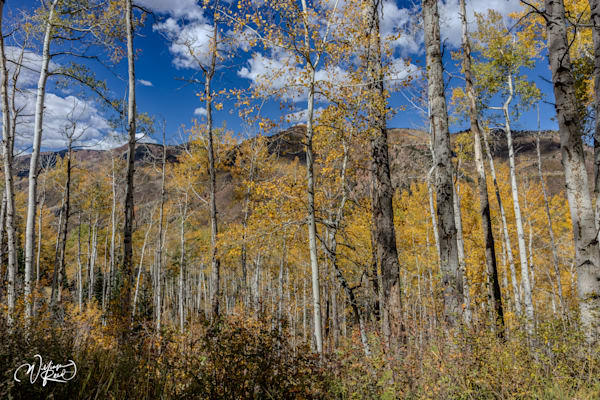 Aspen Fall 15 Art | William Reed Artist