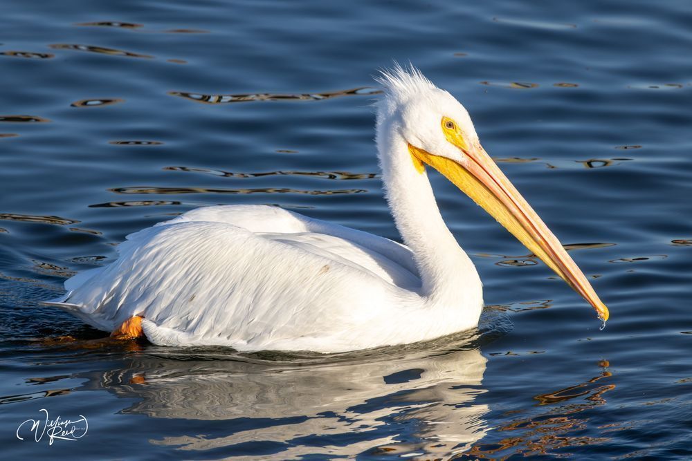Serene Glide - Pelican Photography in Nature