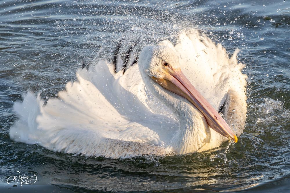 Playful Pelican Splash Photography - Whimsical Decor