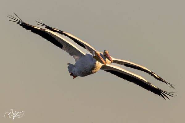 Pelican Duo in Flight - Captivating Wildlife Photography