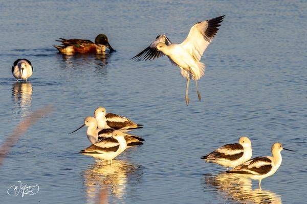 Avocet Landing Among the Flock | Ducks and Shorebirds Photography