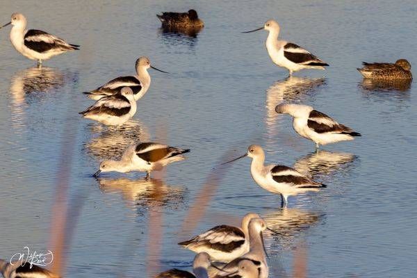 Avocets at Resting Waterline | Ducks and Shorebirds Photography