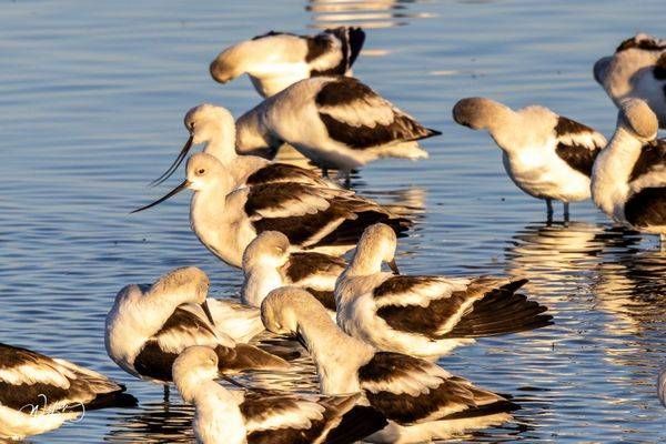 Avocet Gathering at Golden Hour | Ducks and Shorebirds Photography