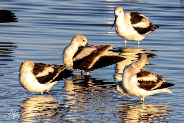 Avocets in Evening Assembly | Ducks and Shorebirds Photography