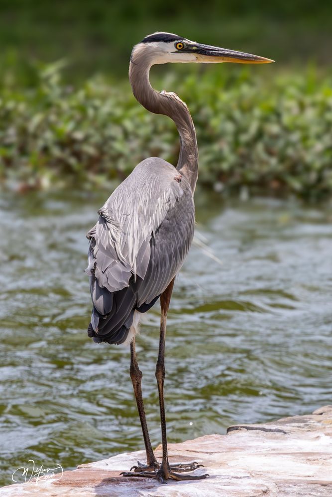 Great Blue Heron Photography - Nature Wildlife Art