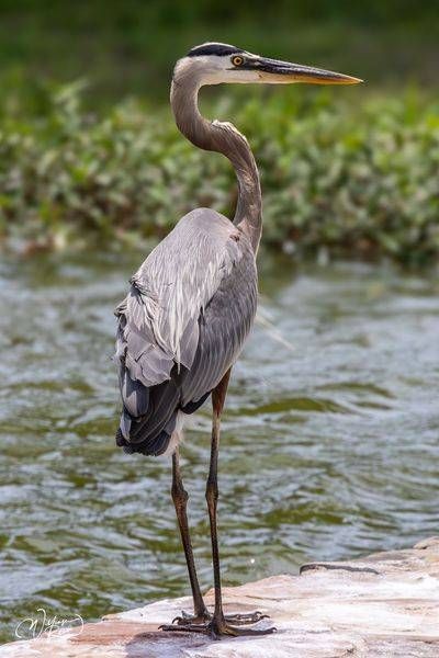 Great Blue Heron Photography - Nature Wildlife Art