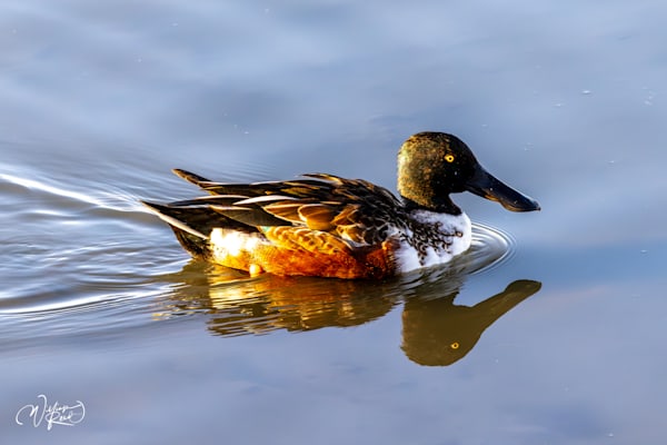 Northern Shoveler Drake Fine Art Photograph | William Reed