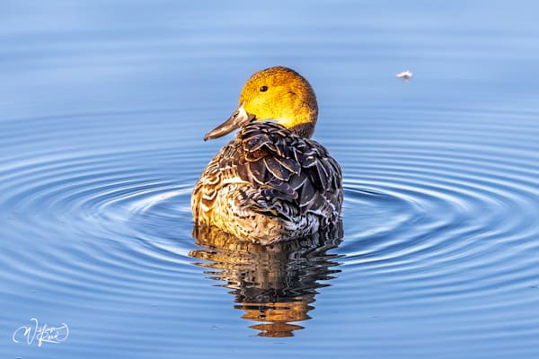 American Wigeon Fine Art Photograph | William Reed