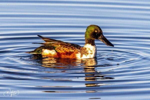 Northern Shoveler Fine Art Photograph | William Reed