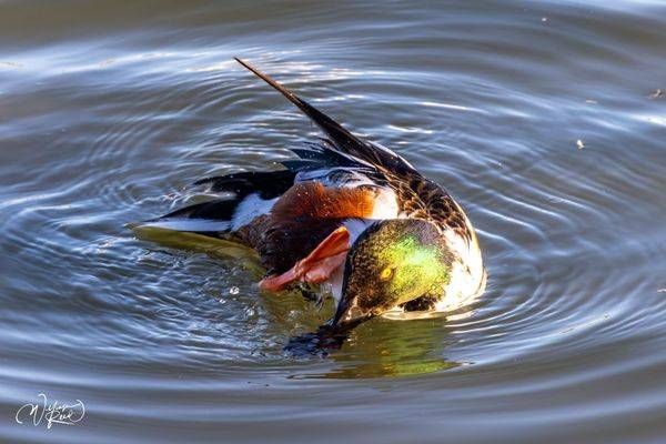 Northern Shoveler Drake Fine Art Photograph | William Reed