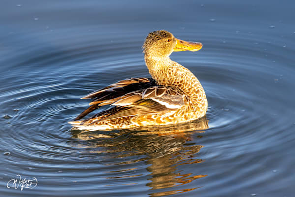 Mallard Duck Fine Art Photograph | William Reed
