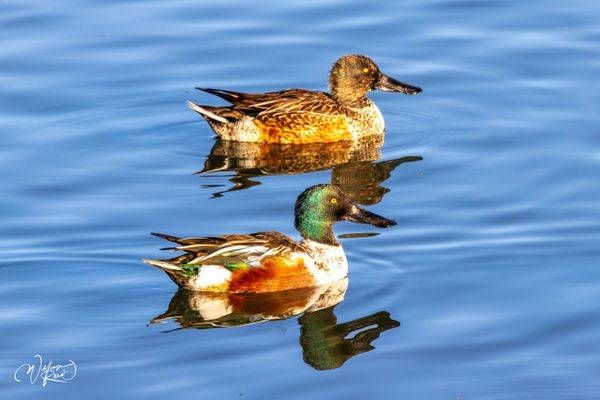 Northern Shoveler Pair Fine Art Photograph | William Reed
