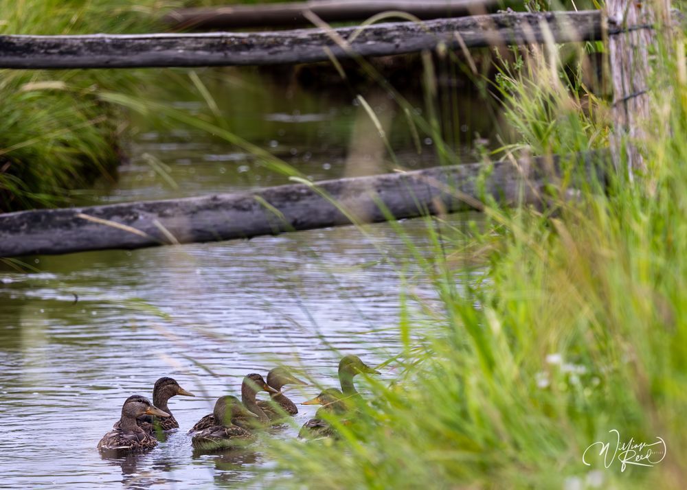 Ducks 2 Art | William Reed Artist
