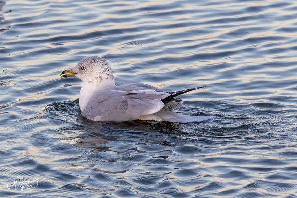 Ring-Billed Gull Fine Art Print – Coastal Bird Photography | William Reed