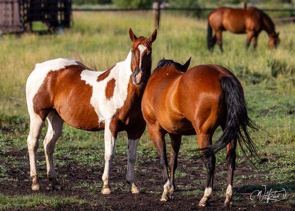 Horses