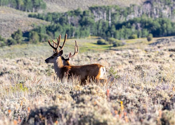 Mule Deer Buck Wildlife Photography Print | Western Sage Landscape Art by William Reed