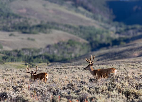 Mule Deer Wildlife Landscape Photography Print | Western Nature Art by William Reed