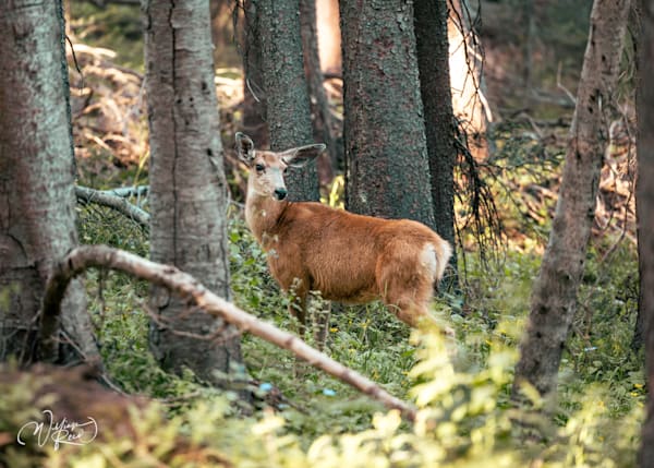 Mule Deer Forest Wildlife Photography Print | William Reed Art