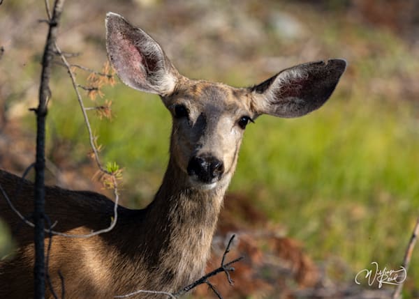 Mule Deer Wildlife Photography Print – Morning Watch | William Reed Art