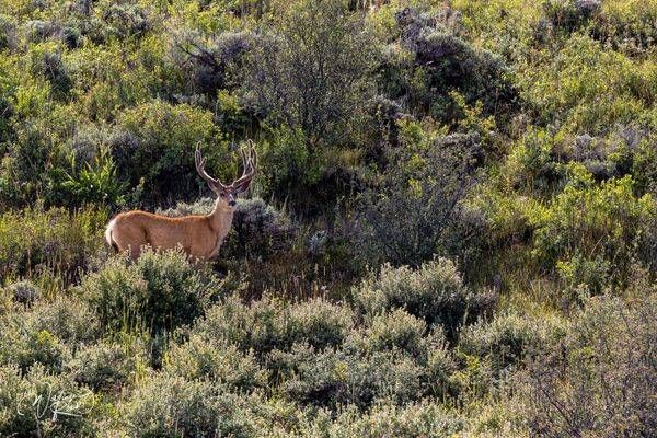 Mule Deer in Sagebrush | Western Wildlife Photography Print