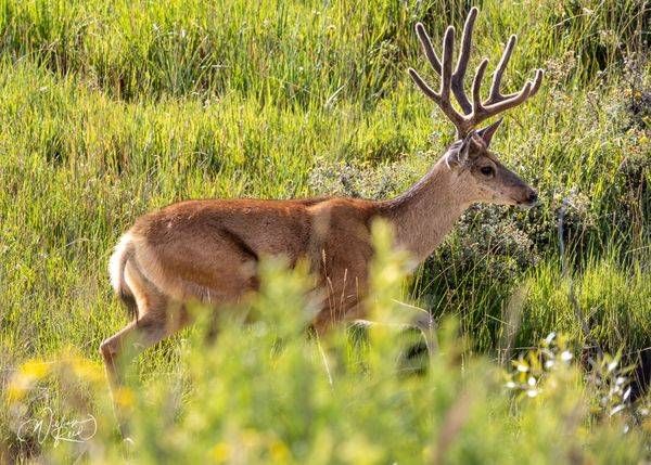 Mule Deer Buck Wildlife Photography | Velvet Antler Deer Art Print