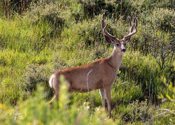 Mule Deer Buck Portrait | Fine Art Wildlife Photography Print