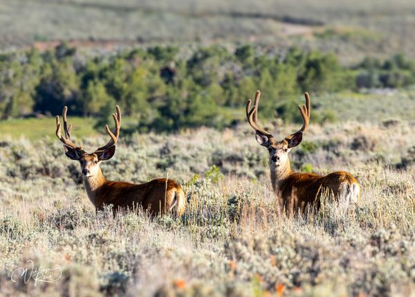 Deer