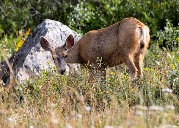 Mule Deer Wildlife Photography Print | Mountain Deer Art by William Reed