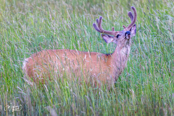 Mule Deer Buck in Meadow | Fine Art Wildlife Photography Print