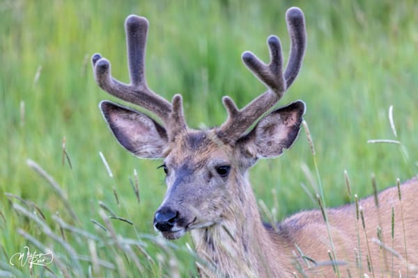 Mule Deer in Velvet | Fine Art Wildlife Photography Print