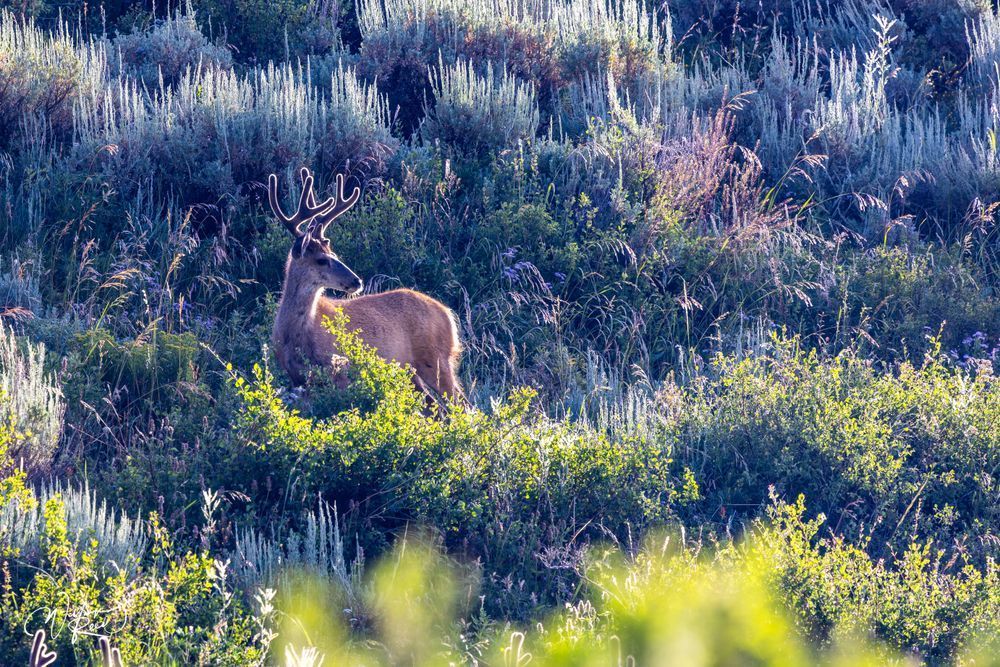 Mule Deer Portrait Photography Print | Wildlife Wall Art by William Reed