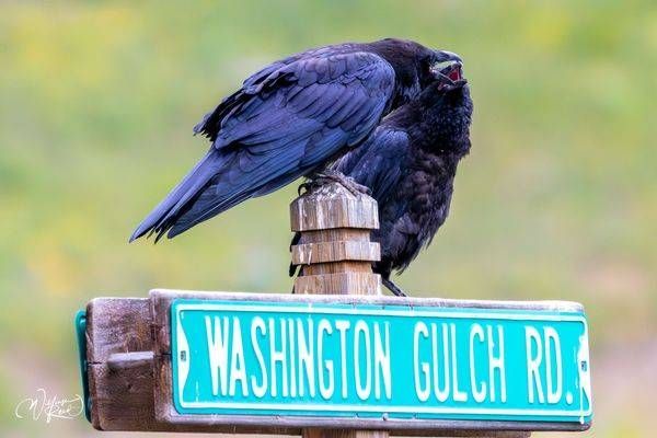 Raven Pair Interaction – Washington Gulch Road Wildlife Photography | William Reed