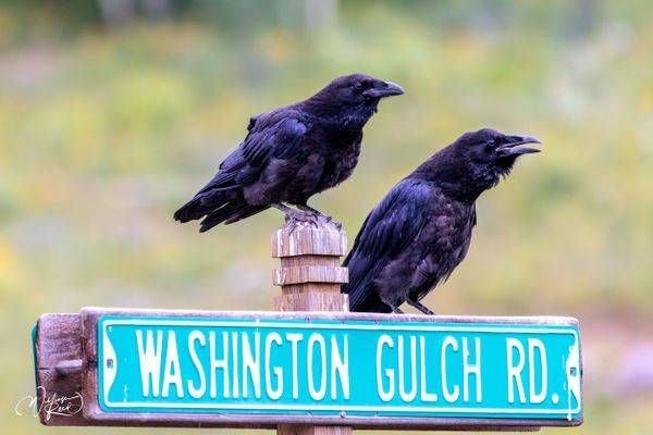 Ravens Calling at Washington Gulch – Colorado Wildlife Photography | William Reed