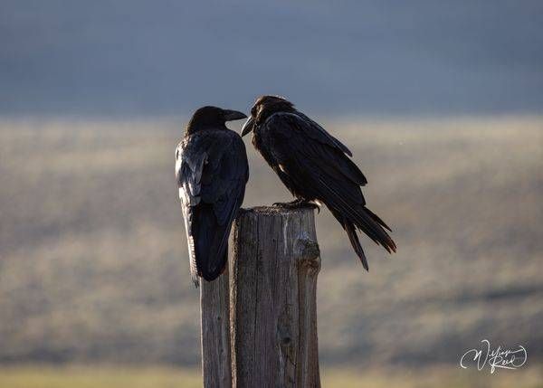 Raven Pair Wildlife Photography Print | Fine Art Bird Photography by William Reed