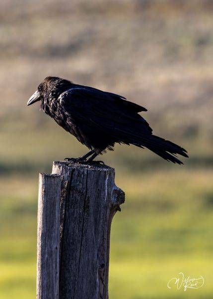 Raven on Fence Post Wildlife Photograph | Fine Art Bird Photography