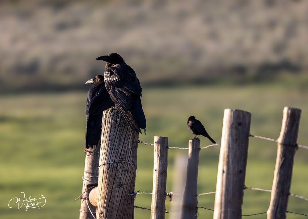 Ravens on Fence Line Wildlife Photograph | William Reed Fine Art Photography
