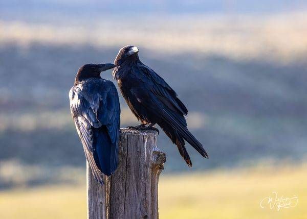 Pair of Ravens Wildlife Photography Print | Fine Art Bird Photography