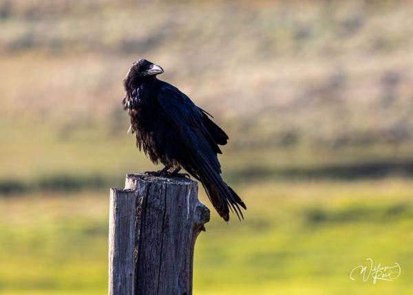Raven Perched on Fence Post | Fine Art Wildlife Photography Print