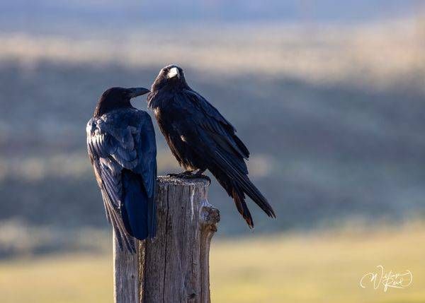 Raven Wildlife Photography Print | Fine Art Bird Photography by William Reed