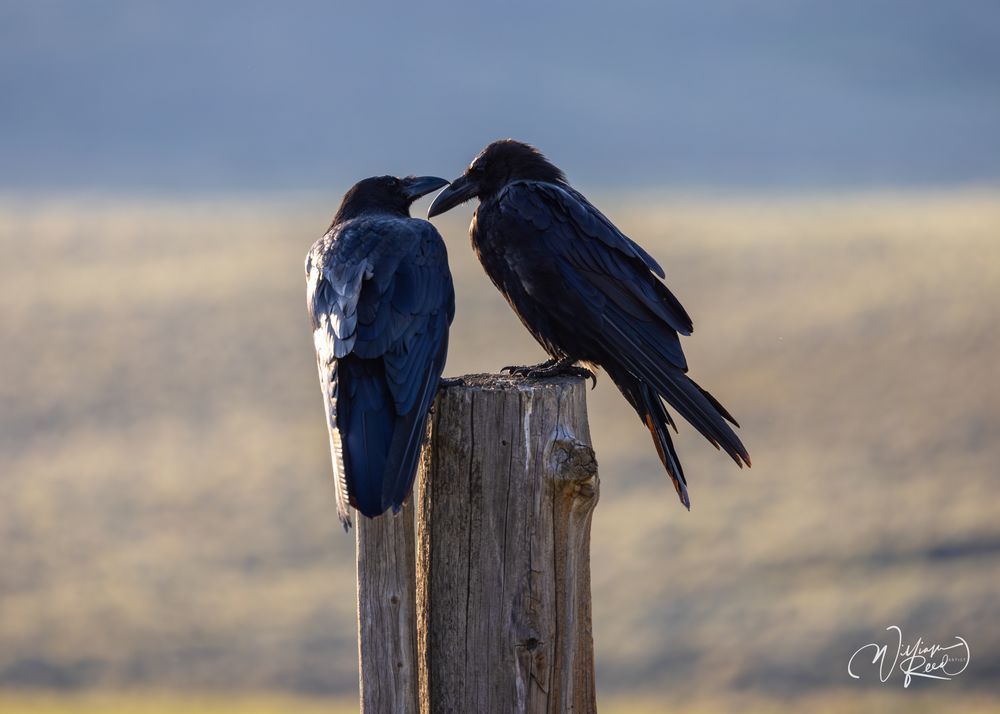 Raven Photography Print | Fine Art Raven Wall Art by William Reed