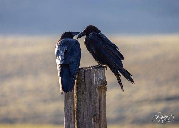 Raven Photography Print | Fine Art Raven Wall Art by William Reed