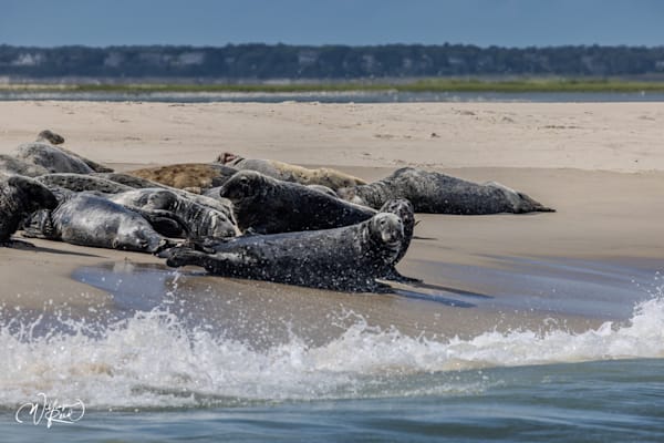 Curious Cape Cod Seals on Sandbar – Coastal Wildlife Photography | William Reed