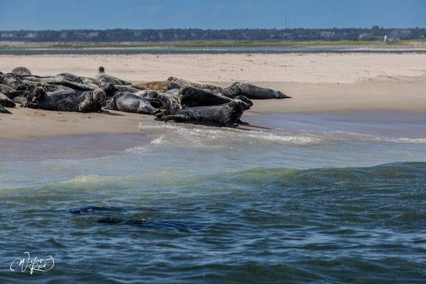 Cape Cod Seals Swimming Toward Sandbar – Coastal Wildlife Photography | William Reed
