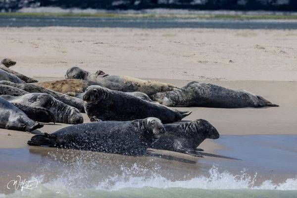 Gray Seals Resting on Cape Cod Sandbar – Coastal Wildlife Photography | William Reed