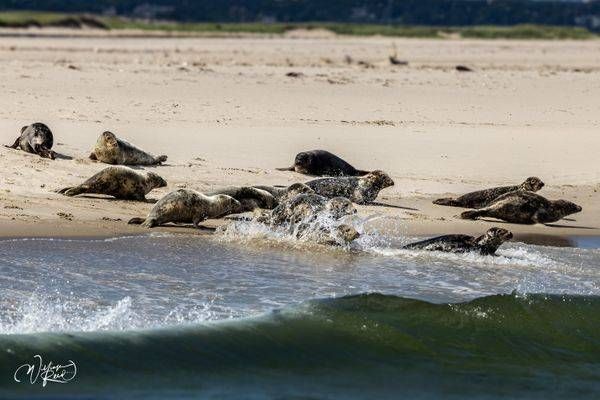 Gray Seals Entering the Atlantic – Cape Cod Wildlife Photography | William Reed