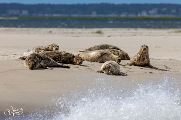 Gray Seals Watching the Waves – Cape Cod Wildlife Photography | William Reed