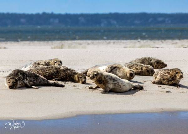 Young Gray Seals on Cape Cod Sandbar – Coastal Wildlife Photography | William Reed