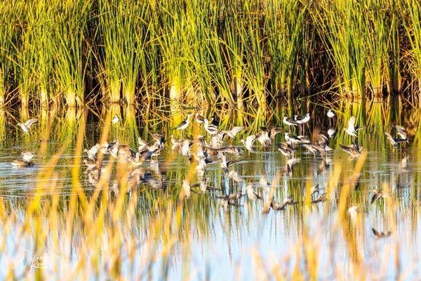Shorebirds in Coastal Marsh | Fine Art Wildlife Photography by William Reed