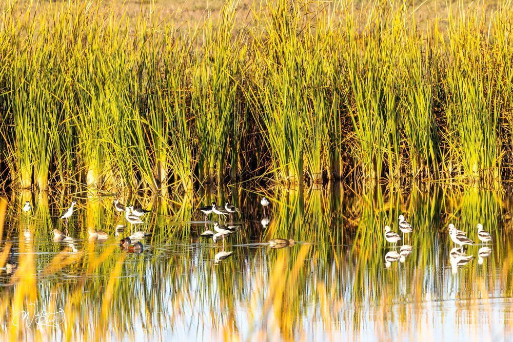 Shorebirds in Coastal Marsh Reflections | Wildlife Photography by William Reed